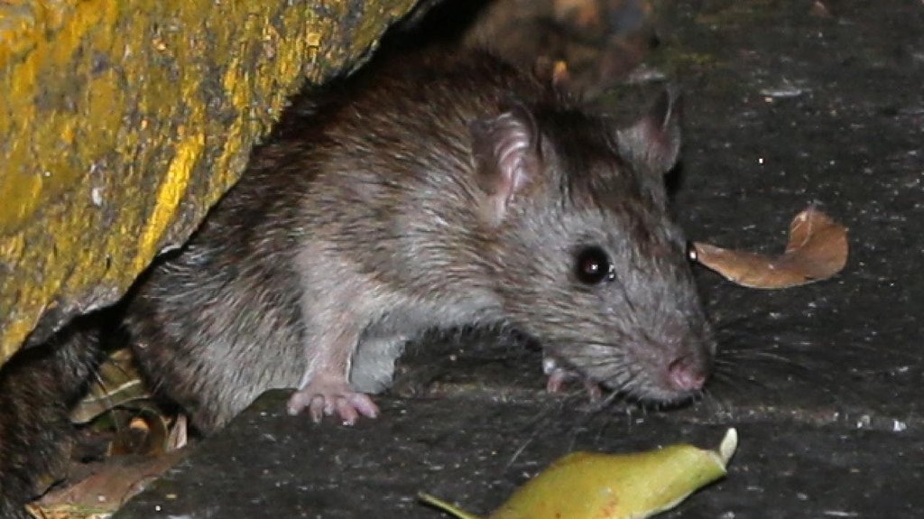 Rat Inspection Service