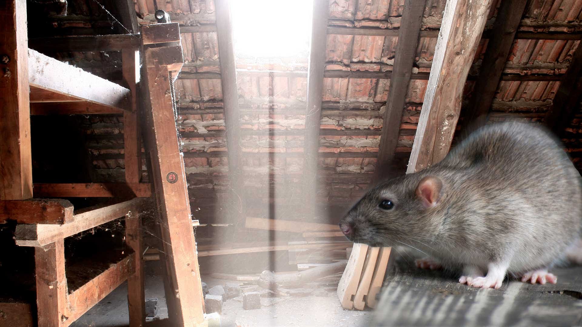 Rat Proofing Solutions