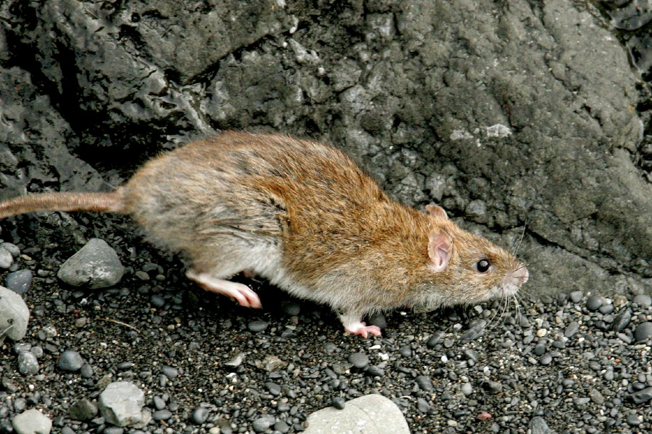 Rat eradication solutions