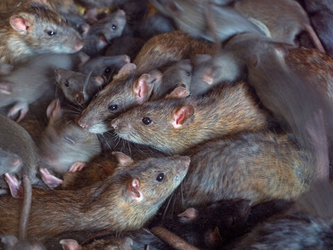 Rat Control for Businesses
