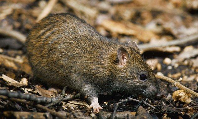 Side effects of rat infestation