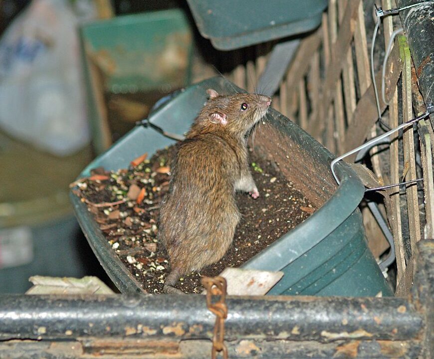 Rat eradication service process