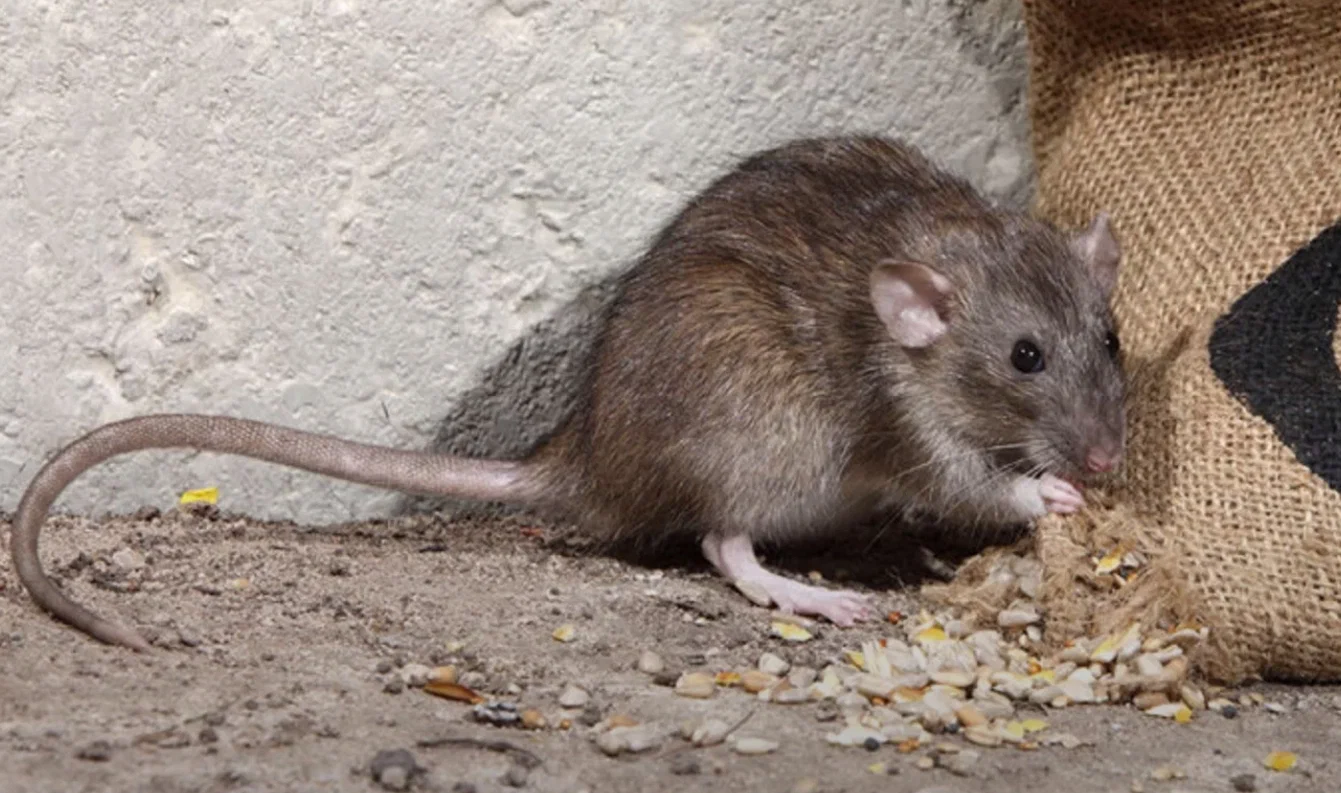 Commercial Rat Control Services