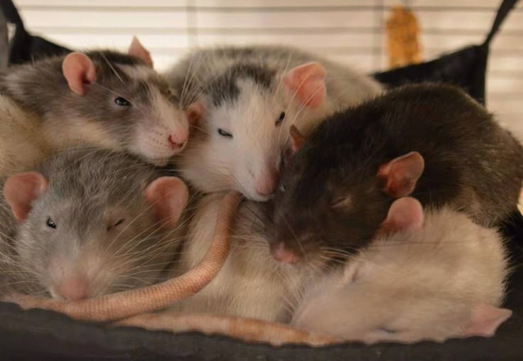 Rat Infestation Damage in Commercial Property