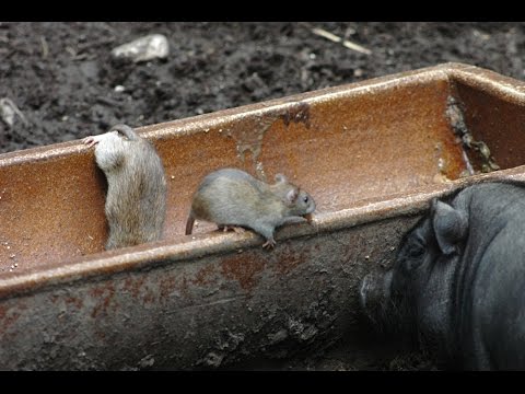 Issues Without Rat Proofing