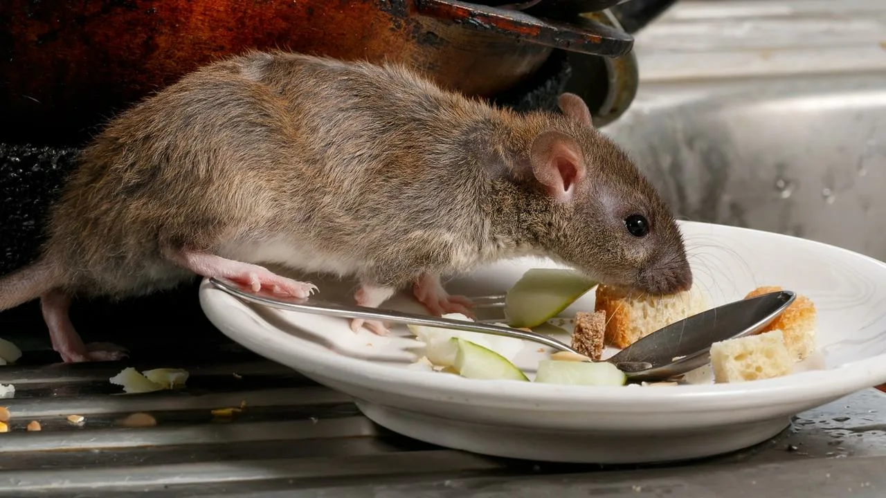 Professional Rat Cleanup Services