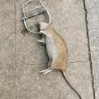 Residential and Commercial Rat Cleanup