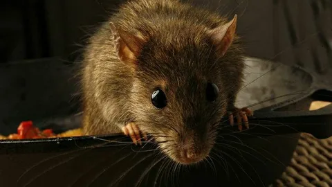 Exterior Rat Proofing for Homes