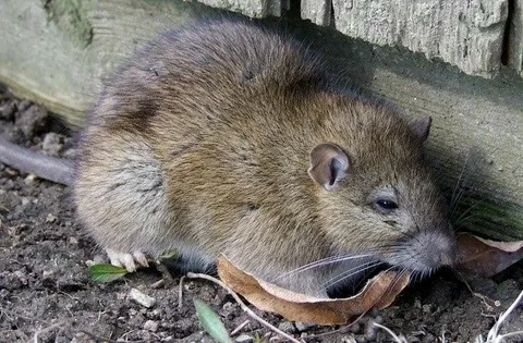 Rat Inspection Issues