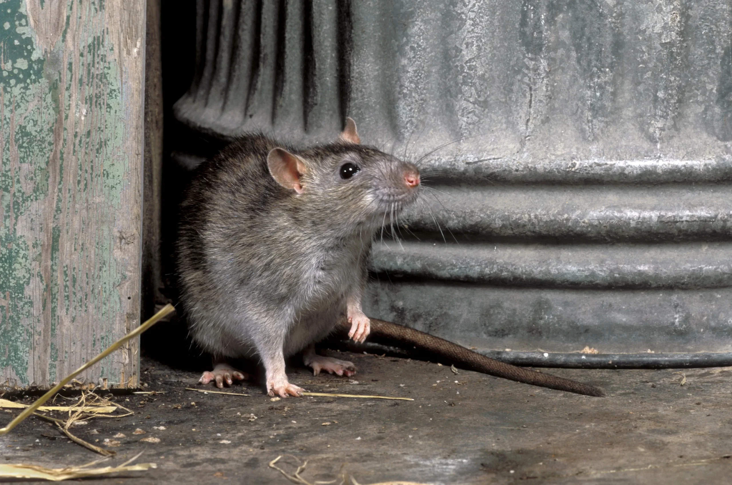 Residential Rat Control Service