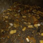 Why Hiring Expert Rat Control Services Is Crucial for Your Home or Business