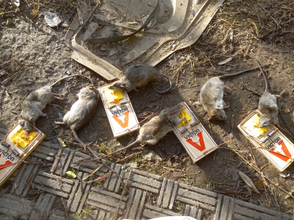 Rodent Roundup team providing rat proofing service