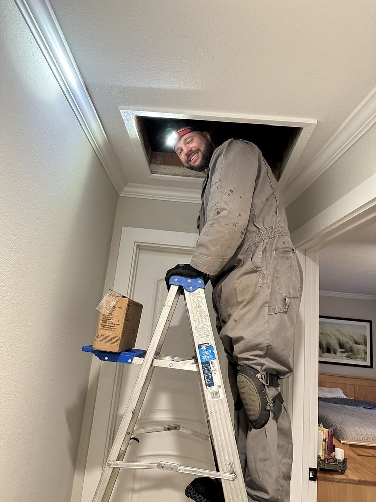 Residential rat removal services