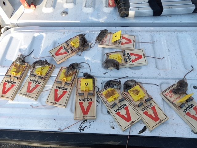 Rat eradication and removal services