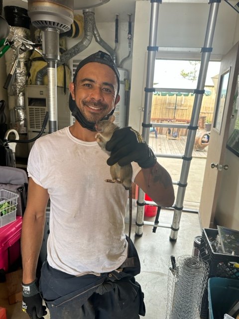 Rodent inspection services