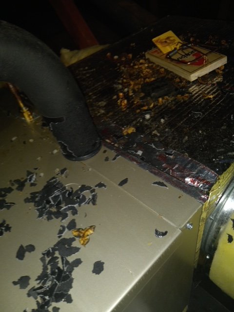 Rodent cleanup and sanitation services